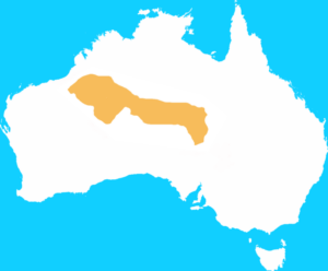 lesser_bilby