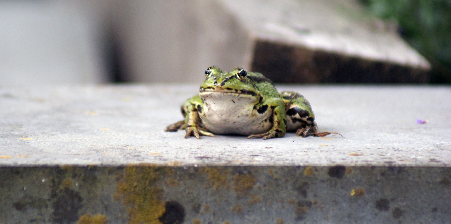 edible-frog