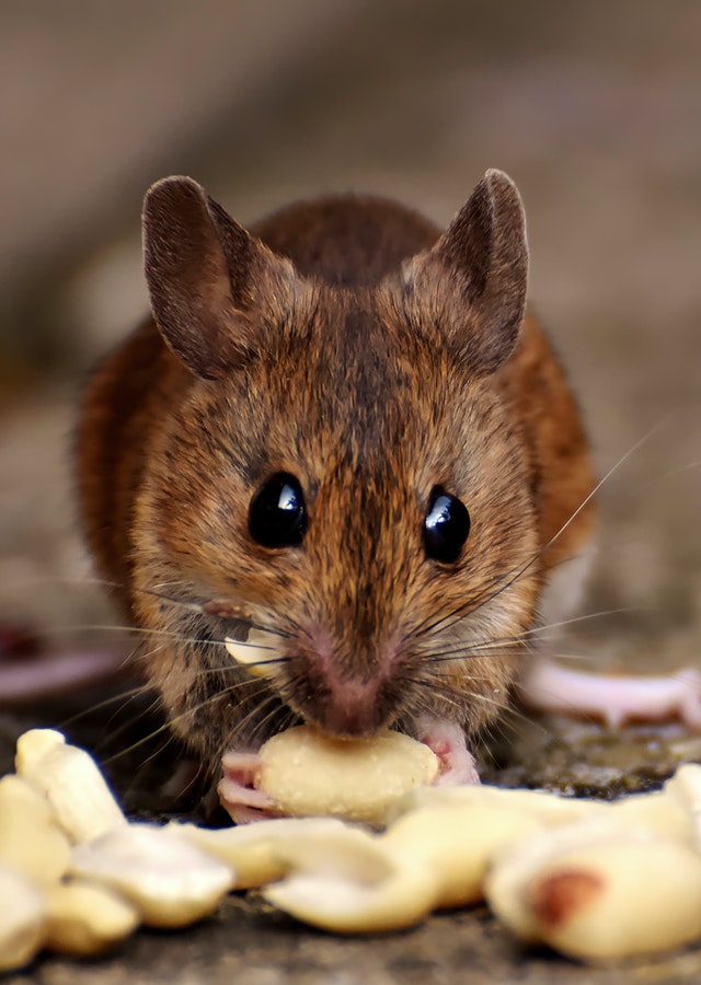 mice