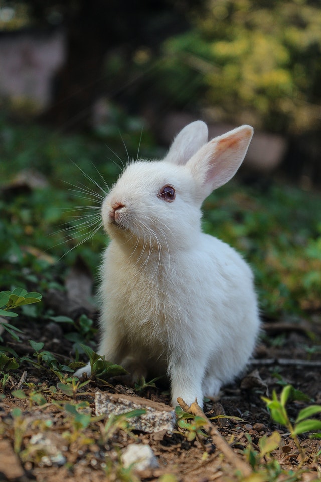 Rabbit